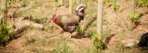 chickens-in-vineyard