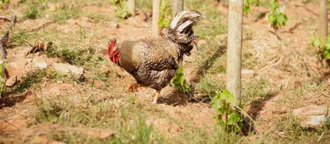 chickens-in-vineyard